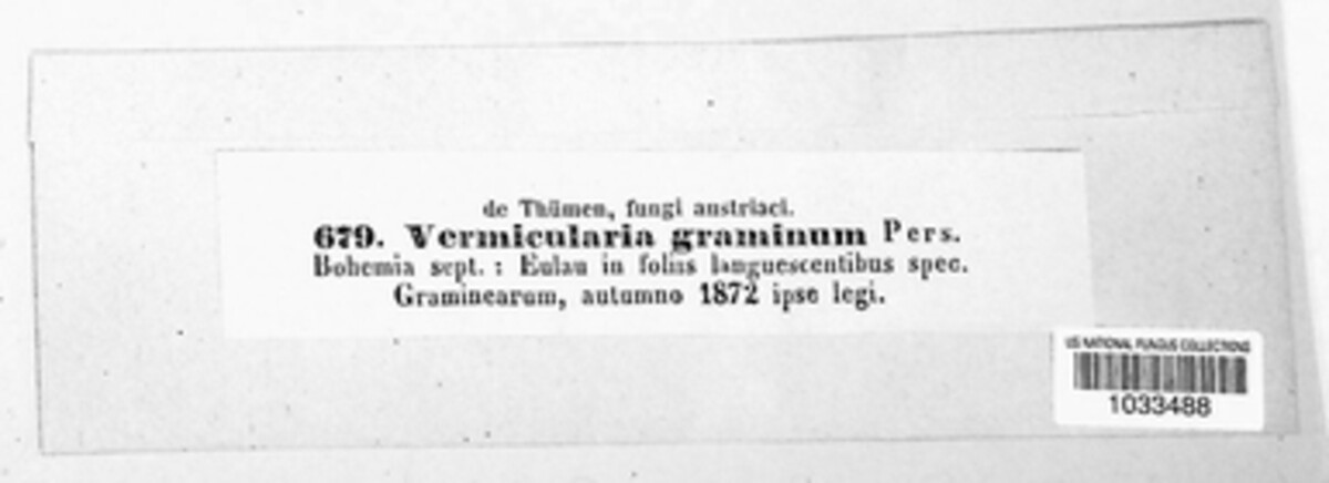 Phomatospora dinemasporium image
